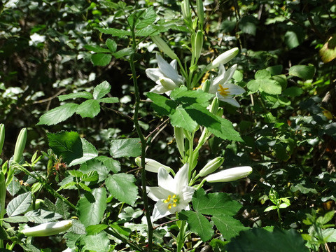 Via inaturalist. Licensed under Attribution-NonCommercial 4.0.International.