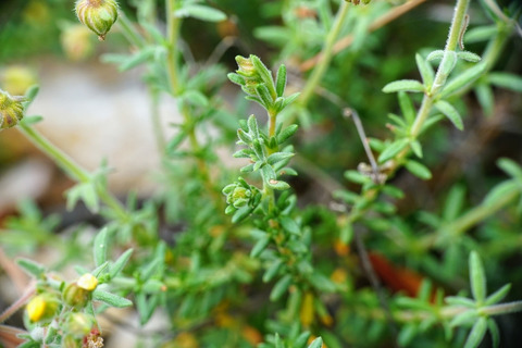 Via inaturalist. Licensed under Attribution-NonCommercial 4.0.International.