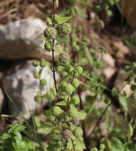 Urtica pilulifera L.