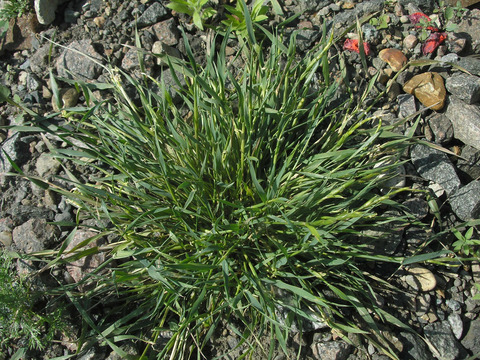 Via inaturalist. Licensed under Attribution-NonCommercial 4.0.International.