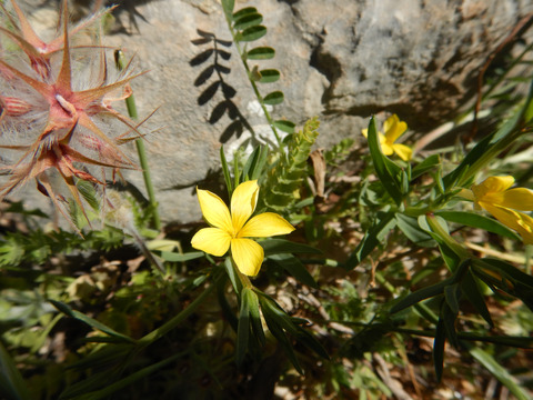 Linum nodiflorum L.