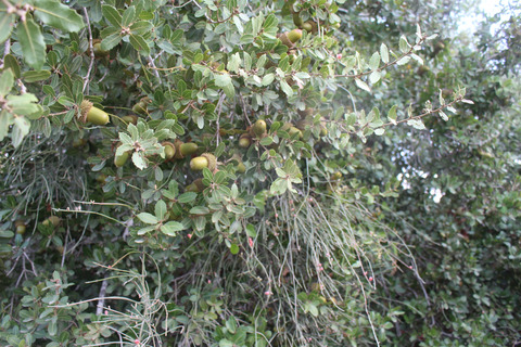 Quercus coccifera L.