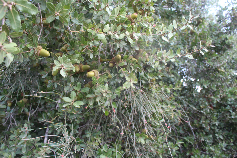 Fruits & Leaves, November. This photo is available under the Creative Commons CC-BY-NC 4.0.