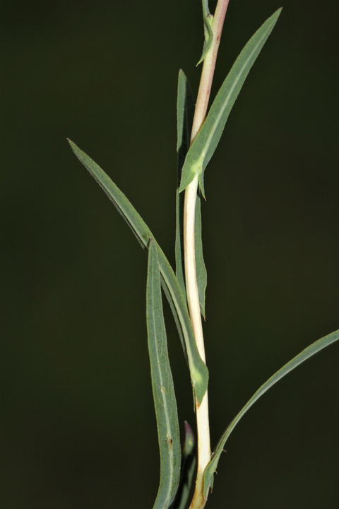 Via inaturalist. Licensed under Attribution-NonCommercial 4.0.International.