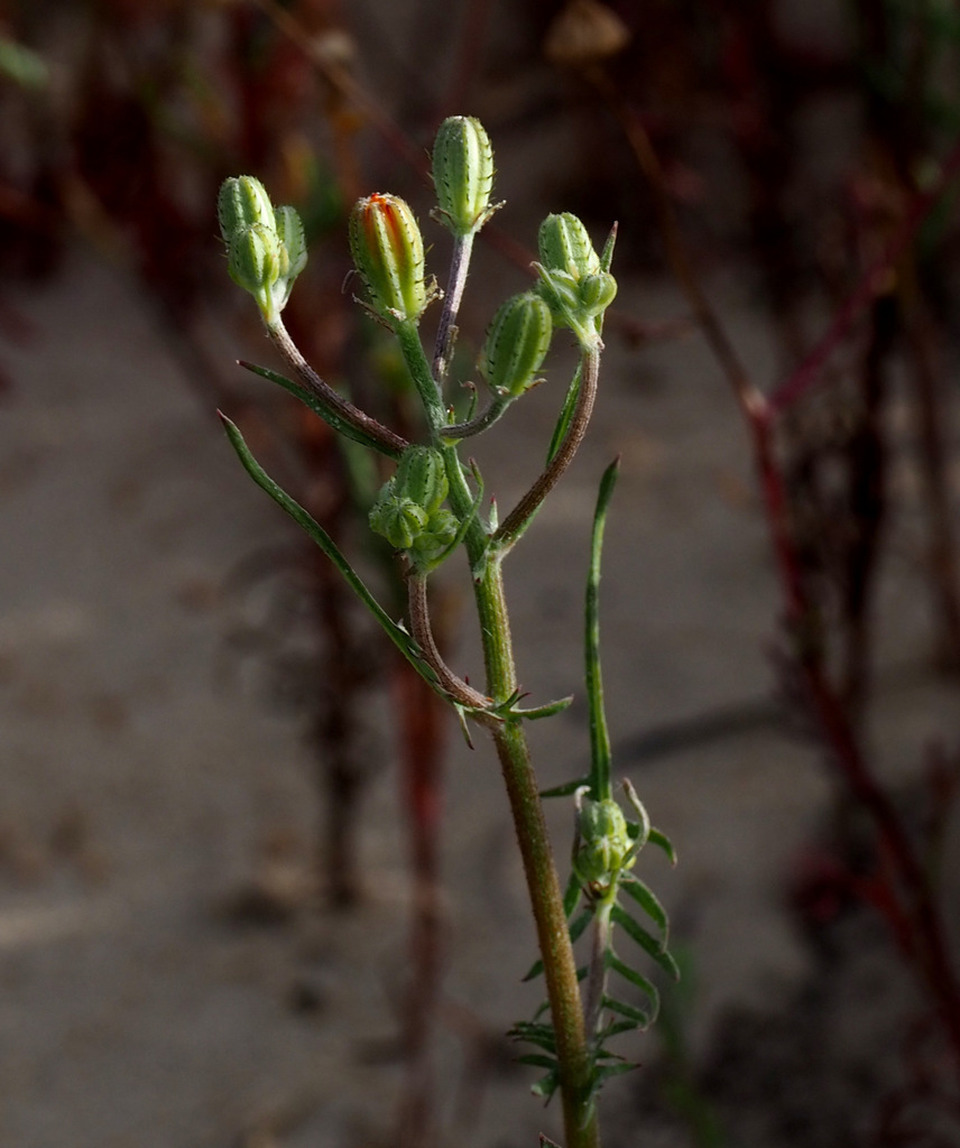 Via inaturalist. Licensed under Attribution-NonCommercial 4.0.International.