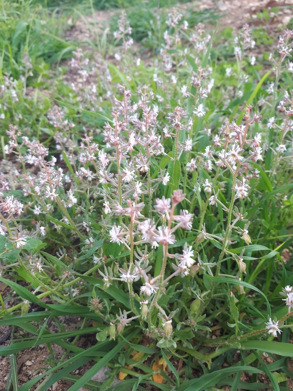 Via inaturalist. Licensed under Attribution-NonCommercial 4.0.International.