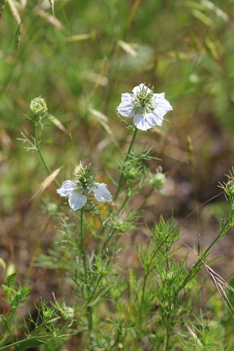 Via inaturalist. Licensed under Attribution-NonCommercial 4.0.International.
