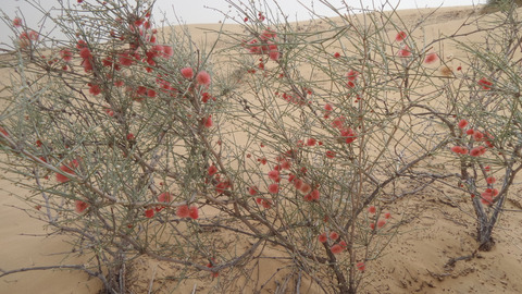 Via inaturalist. Licensed under Attribution-NonCommercial 4.0.International.