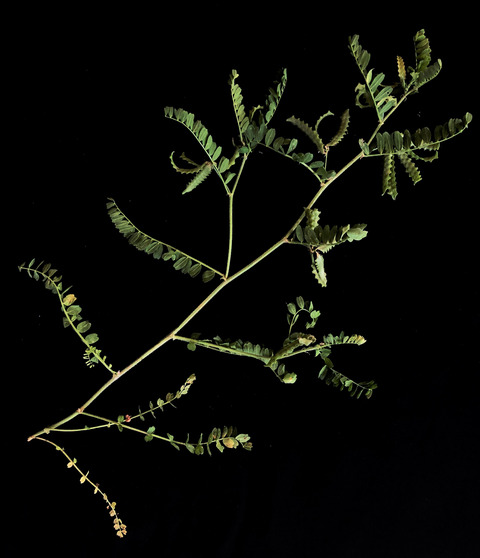 Biserrula pelecinus L.
