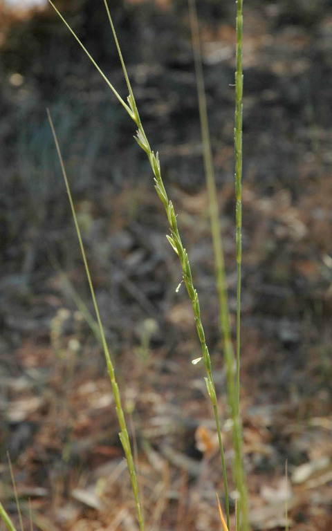 Aegilops longissima Schweinf. & Muschl.