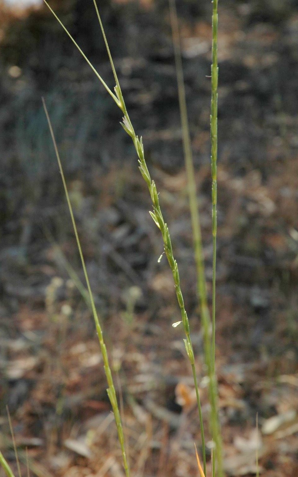 Via inaturalist. Licensed under Attribution-NonCommercial 4.0.International.