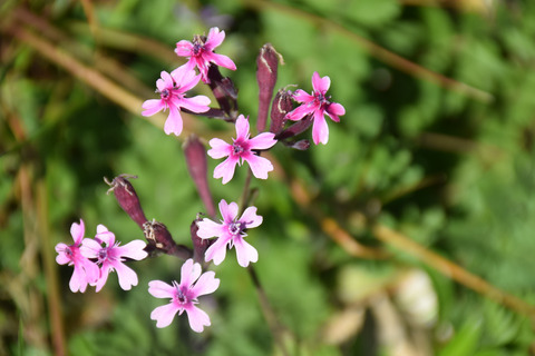 Silene aegyptiaca (L.) L.fil.