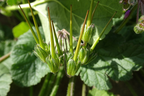 Via inaturalist. Licensed under Attribution-NonCommercial 4.0.International.