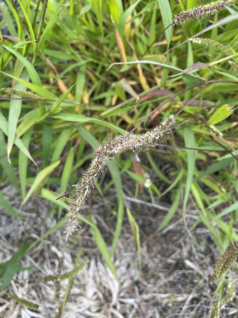 Via inaturalist. Licensed under Attribution-NonCommercial 4.0.International.