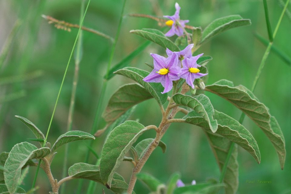 Via inaturalist. Licensed under Attribution-NonCommercial 4.0.International.
