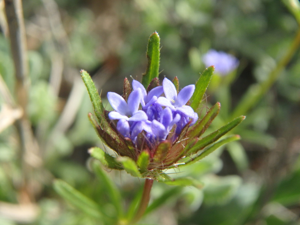 Via inaturalist. Licensed under Attribution-NonCommercial 4.0.International.