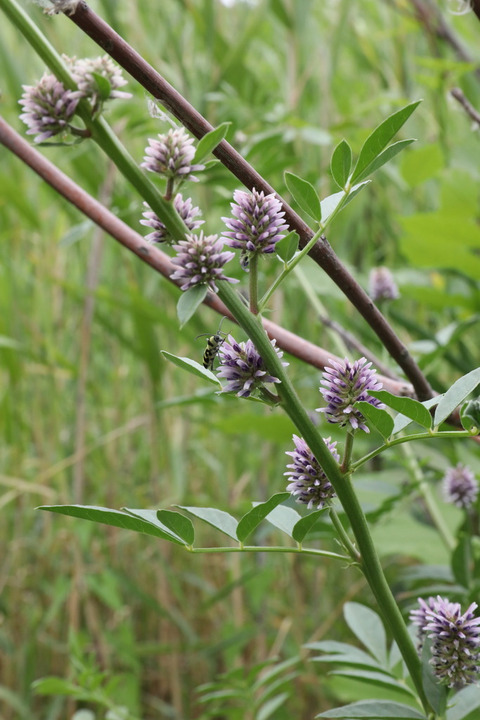Via inaturalist. Licensed under Attribution-NonCommercial 4.0.International.