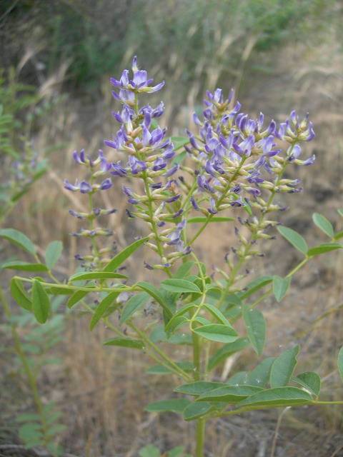 Via inaturalist. Licensed under Attribution-NonCommercial 4.0.International.